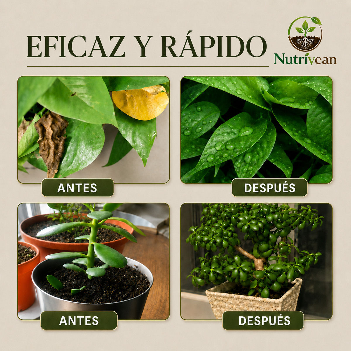 Activador y mejorador de suelo para plantas más sanas y hermosas