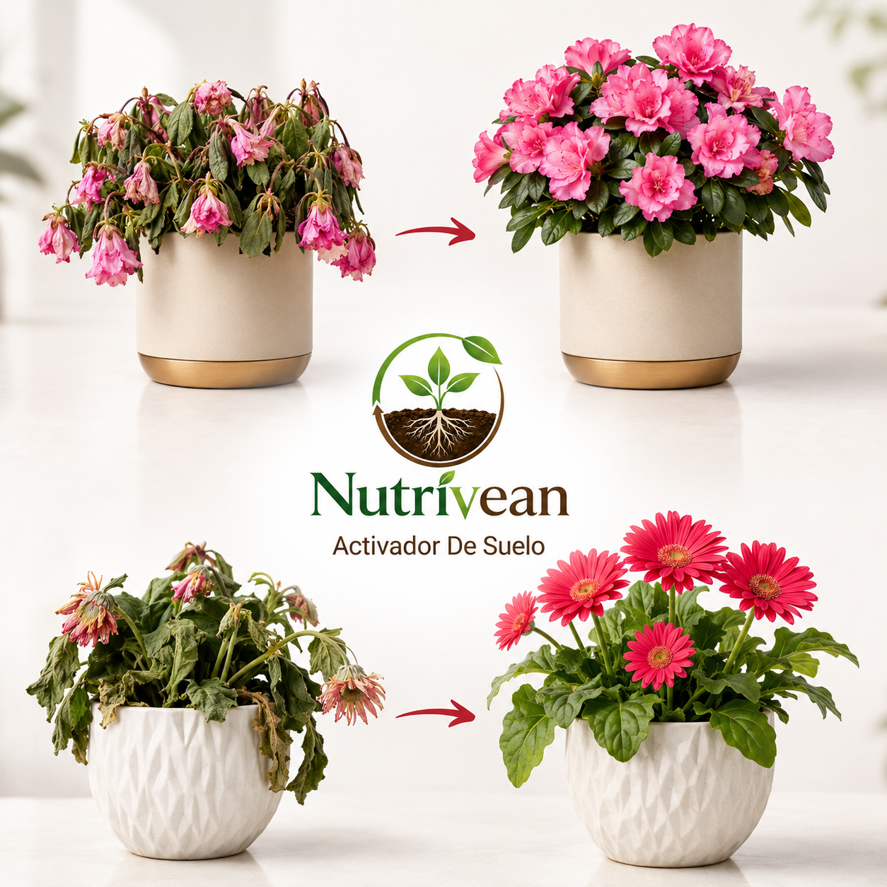 Activador y mejorador de suelo para plantas más sanas y hermosas