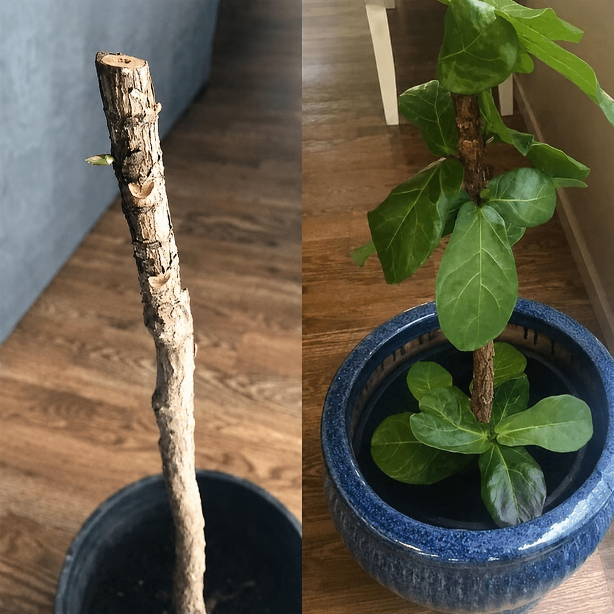 Activador y mejorador de suelo para plantas más sanas y hermosas