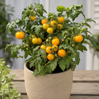 Activador y mejorador de suelo para plantas más sanas y hermosas